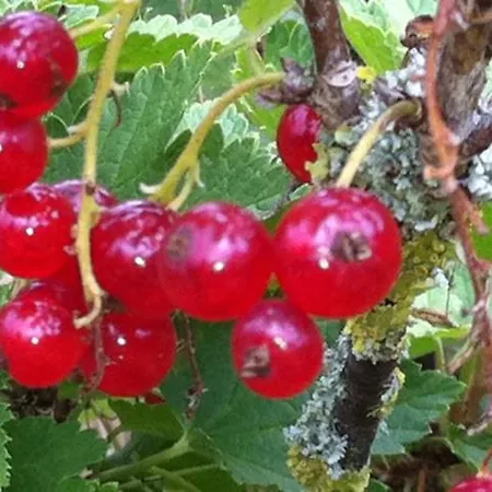 別荘 Les Groseilliers