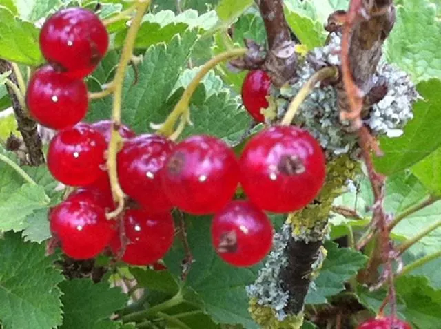 펜션 Les Groseilliers